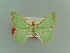 ( - BC ZSM Lep 81617)  @11 [ ] CreativeCommons - Attribution Non-Commercial Share-Alike (2014) Axel Hausmann/Bavarian State Collection of Zoology (ZSM) SNSB, Zoologische Staatssammlung Muenchen