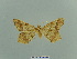  ( - BC ZSM Lep 81627)  @11 [ ] CreativeCommons - Attribution Non-Commercial Share-Alike (2014) Axel Hausmann/Bavarian State Collection of Zoology (ZSM) SNSB, Zoologische Staatssammlung Muenchen