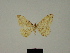 ( - BC ZSM Lep 81632)  @11 [ ] CreativeCommons - Attribution Non-Commercial Share-Alike (2014) Axel Hausmann/Bavarian State Collection of Zoology (ZSM) SNSB, Zoologische Staatssammlung Muenchen