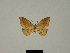  ( - BC ZSM Lep 81634)  @11 [ ] CreativeCommons - Attribution Non-Commercial Share-Alike (2014) Axel Hausmann/Bavarian State Collection of Zoology (ZSM) SNSB, Zoologische Staatssammlung Muenchen