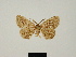  ( - BC ZSM Lep 81663)  @11 [ ] CreativeCommons - Attribution Non-Commercial Share-Alike (2014) Axel Hausmann/Bavarian State Collection of Zoology (ZSM) SNSB, Zoologische Staatssammlung Muenchen