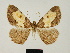  ( - BC ZSM Lep 81672)  @11 [ ] CreativeCommons - Attribution Non-Commercial Share-Alike (2014) Axel Hausmann/Bavarian State Collection of Zoology (ZSM) SNSB, Zoologische Staatssammlung Muenchen