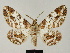  ( - BC ZSM Lep 81697)  @11 [ ] CreativeCommons - Attribution Non-Commercial Share-Alike (2014) Axel Hausmann/Bavarian State Collection of Zoology (ZSM) SNSB, Zoologische Staatssammlung Muenchen