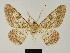  (Cleora tenebrata palawanica - BC ZSM Lep 81698)  @11 [ ] CreativeCommons - Attribution Non-Commercial Share-Alike (2014) Axel Hausmann/Bavarian State Collection of Zoology (ZSM) SNSB, Zoologische Staatssammlung Muenchen