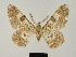  (Cleora tenebrata obiana - BC ZSM Lep 81699)  @11 [ ] CreativeCommons - Attribution Non-Commercial Share-Alike (2014) Axel Hausmann/Bavarian State Collection of Zoology (ZSM) SNSB, Zoologische Staatssammlung Muenchen