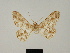  ( - BC ZSM Lep 81704)  @11 [ ] CreativeCommons - Attribution Non-Commercial Share-Alike (2014) Axel Hausmann/Bavarian State Collection of Zoology (ZSM) SNSB, Zoologische Staatssammlung Muenchen