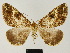  ( - BC ZSM Lep 81728)  @11 [ ] CreativeCommons - Attribution Non-Commercial Share-Alike (2014) Axel Hausmann/Bavarian State Collection of Zoology (ZSM) SNSB, Zoologische Staatssammlung Muenchen