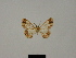  ( - BC ZSM Lep 81778)  @11 [ ] CreativeCommons - Attribution Non-Commercial Share-Alike (2014) Axel Hausmann/Bavarian State Collection of Zoology (ZSM) SNSB, Zoologische Staatssammlung Muenchen