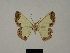  ( - BC ZSM Lep 81780)  @11 [ ] CreativeCommons - Attribution Non-Commercial Share-Alike (2014) Axel Hausmann/Bavarian State Collection of Zoology (ZSM) SNSB, Zoologische Staatssammlung Muenchen