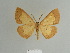  ( - BC ZSM Lep 81799)  @11 [ ] CreativeCommons - Attribution Non-Commercial Share-Alike (2014) Axel Hausmann/Bavarian State Collection of Zoology (ZSM) SNSB, Zoologische Staatssammlung Muenchen