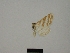  (Idaea allardiata - BC ZSM Lep 83227)  @11 [ ] CreativeCommons - Attribution Non-Commercial Share-Alike (2014) Axel Hausmann/Bavarian State Collection of Zoology (ZSM) SNSB, Zoologische Staatssammlung Muenchen