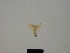  (Idaea helianthemata - BC ZSM Lep 83229)  @11 [ ] CreativeCommons - Attribution Non-Commercial Share-Alike (2014) Axel Hausmann/Bavarian State Collection of Zoology (ZSM) SNSB, Zoologische Staatssammlung Muenchen