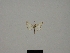  (Idaea nexata - BC ZSM Lep 83230)  @11 [ ] CreativeCommons - Attribution Non-Commercial Share-Alike (2014) Axel Hausmann/Bavarian State Collection of Zoology (ZSM) SNSB, Zoologische Staatssammlung Muenchen