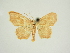  ( - BC ZSM Lep 83232)  @11 [ ] CreativeCommons - Attribution Non-Commercial Share-Alike (2014) Axel Hausmann/Bavarian State Collection of Zoology (ZSM) SNSB, Zoologische Staatssammlung Muenchen
