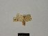  (Idaea renulata - BC ZSM Lep 83235)  @11 [ ] CreativeCommons - Attribution Non-Commercial Share-Alike (2014) Axel Hausmann/Bavarian State Collection of Zoology (ZSM) SNSB, Zoologische Staatssammlung Muenchen