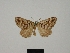  ( - BC ZSM Lep 83239)  @11 [ ] CreativeCommons - Attribution Non-Commercial Share-Alike (2014) Axel Hausmann/Bavarian State Collection of Zoology (ZSM) SNSB, Zoologische Staatssammlung Muenchen