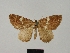  ( - BC ZSM Lep 83240)  @11 [ ] CreativeCommons - Attribution Non-Commercial Share-Alike (2014) Axel Hausmann/Bavarian State Collection of Zoology (ZSM) SNSB, Zoologische Staatssammlung Muenchen