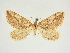  (Lithostege biermis - BC ZSM Lep 83252)  @11 [ ] CreativeCommons - Attribution Non-Commercial Share-Alike (2014) Axel Hausmann/Bavarian State Collection of Zoology (ZSM) SNSB, Zoologische Staatssammlung Muenchen