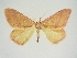  ( - BC ZSM Lep 83288)  @11 [ ] CreativeCommons - Attribution Non-Commercial Share-Alike (2014) Axel Hausmann/Bavarian State Collection of Zoology (ZSM) SNSB, Zoologische Staatssammlung Muenchen
