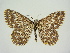  (Scopula tessellaria - BC ZSM Lep 83296)  @11 [ ] CreativeCommons - Attribution Non-Commercial Share-Alike (2014) Axel Hausmann/Bavarian State Collection of Zoology (ZSM) SNSB, Zoologische Staatssammlung Muenchen