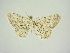  (Scopula alba - BC ZSM Lep 83303)  @11 [ ] CreativeCommons - Attribution Non-Commercial Share-Alike (2014) Axel Hausmann/Bavarian State Collection of Zoology (ZSM) SNSB, Zoologische Staatssammlung Muenchen