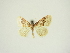  (Idaea vulpinaria - BC ZSM Lep 83309)  @11 [ ] CreativeCommons - Attribution Non-Commercial Share-Alike (2014) Axel Hausmann/Bavarian State Collection of Zoology (ZSM) SNSB, Zoologische Staatssammlung Muenchen