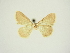  (Idaea obsoletaria dierli - BC ZSM Lep 83312)  @11 [ ] CreativeCommons - Attribution Non-Commercial Share-Alike (2014) Axel Hausmann/Bavarian State Collection of Zoology (ZSM) SNSB, Zoologische Staatssammlung Muenchen