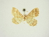  (Idaea circuitaria - BC ZSM Lep 83314)  @11 [ ] CreativeCommons - Attribution Non-Commercial Share-Alike (2014) Axel Hausmann/Bavarian State Collection of Zoology (ZSM) SNSB, Zoologische Staatssammlung Muenchen