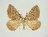  ( - BC ZSM Lep 83323)  @11 [ ] CreativeCommons - Attribution Non-Commercial Share-Alike (2014) Axel Hausmann/Bavarian State Collection of Zoology (ZSM) SNSB, Zoologische Staatssammlung Muenchen