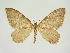  (Hydria acis - BC ZSM Lep 83327)  @11 [ ] CreativeCommons - Attribution Non-Commercial Share-Alike (2014) Axel Hausmann/Bavarian State Collection of Zoology (ZSM) SNSB, Zoologische Staatssammlung Muenchen
