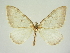  (Hydria alternata - BC ZSM Lep 83328)  @11 [ ] CreativeCommons - Attribution Non-Commercial Share-Alike (2014) Axel Hausmann/Bavarian State Collection of Zoology (ZSM) SNSB, Zoologische Staatssammlung Muenchen