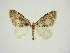  (Perizoma antisticta - BC ZSM Lep 83355)  @11 [ ] CreativeCommons - Attribution Non-Commercial Share-Alike (2014) Axel Hausmann/Bavarian State Collection of Zoology (ZSM) SNSB, Zoologische Staatssammlung Muenchen
