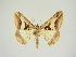  (Chiasmia subcurvaria strassarti - BC ZSM Lep 83383)  @11 [ ] CreativeCommons - Attribution Non-Commercial Share-Alike (2014) Axel Hausmann/Bavarian State Collection of Zoology (ZSM) SNSB, Zoologische Staatssammlung Muenchen