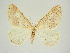  (Agriopis marginaria - BC ZSM Lep 83384)  @11 [ ] CreativeCommons - Attribution Non-Commercial Share-Alike (2014) Axel Hausmann/Bavarian State Collection of Zoology (ZSM) SNSB, Zoologische Staatssammlung Muenchen