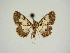  ( - BC ZSM Lep 83412)  @11 [ ] CreativeCommons - Attribution Non-Commercial Share-Alike (2014) Axel Hausmann/Bavarian State Collection of Zoology (ZSM) SNSB, Zoologische Staatssammlung Muenchen