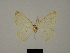 ( - BC ZSM Lep 84085)  @11 [ ] CreativeCommons - Attribution Non-Commercial Share-Alike (2014) Axel Hausmann/Bavarian State Collection of Zoology (ZSM) SNSB, Zoologische Staatssammlung Muenchen