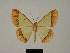  ( - BC ZSM Lep 84092)  @11 [ ] CreativeCommons - Attribution Non-Commercial Share-Alike (2014) Axel Hausmann/Bavarian State Collection of Zoology (ZSM) SNSB, Zoologische Staatssammlung Muenchen