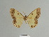  ( - BC ZSM Lep 84093)  @11 [ ] CreativeCommons - Attribution Non-Commercial Share-Alike (2014) Axel Hausmann/Bavarian State Collection of Zoology (ZSM) SNSB, Zoologische Staatssammlung Muenchen