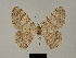  ( - BC ZSM Lep 84103)  @11 [ ] CreativeCommons - Attribution Non-Commercial Share-Alike (2014) Axel Hausmann/Bavarian State Collection of Zoology (ZSM) SNSB, Zoologische Staatssammlung Muenchen