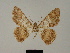  ( - BC ZSM Lep 84104)  @11 [ ] CreativeCommons - Attribution Non-Commercial Share-Alike (2014) Axel Hausmann/Bavarian State Collection of Zoology (ZSM) SNSB, Zoologische Staatssammlung Muenchen