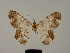  ( - BC ZSM Lep 84105)  @11 [ ] CreativeCommons - Attribution Non-Commercial Share-Alike (2014) Axel Hausmann/Bavarian State Collection of Zoology (ZSM) SNSB, Zoologische Staatssammlung Muenchen