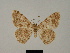  ( - BC ZSM Lep 84111)  @11 [ ] CreativeCommons - Attribution Non-Commercial Share-Alike (2014) Axel Hausmann/Bavarian State Collection of Zoology (ZSM) SNSB, Zoologische Staatssammlung Muenchen