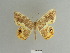  ( - BC ZSM Lep 84124)  @11 [ ] CreativeCommons - Attribution Non-Commercial Share-Alike (2014) Axel Hausmann/Bavarian State Collection of Zoology (ZSM) SNSB, Zoologische Staatssammlung Muenchen