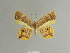  (Opisthoxia projecta - BC ZSM Lep 84125)  @11 [ ] CreativeCommons - Attribution Non-Commercial Share-Alike (2014) Axel Hausmann/Bavarian State Collection of Zoology (ZSM) SNSB, Zoologische Staatssammlung Muenchen