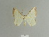  ( - BC ZSM Lep 84127)  @11 [ ] CreativeCommons - Attribution Non-Commercial Share-Alike (2014) Axel Hausmann/Bavarian State Collection of Zoology (ZSM) SNSB, Zoologische Staatssammlung Muenchen