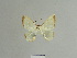  (Berberodes denudata - BC ZSM Lep 84129)  @11 [ ] CreativeCommons - Attribution Non-Commercial Share-Alike (2014) Axel Hausmann/Bavarian State Collection of Zoology (ZSM) SNSB, Zoologische Staatssammlung Muenchen