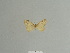  ( - BC ZSM Lep 84133)  @11 [ ] CreativeCommons - Attribution Non-Commercial Share-Alike (2014) Axel Hausmann/Bavarian State Collection of Zoology (ZSM) SNSB, Zoologische Staatssammlung Muenchen