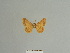  ( - BC ZSM Lep 84137)  @11 [ ] CreativeCommons - Attribution Non-Commercial Share-Alike (2014) Axel Hausmann/Bavarian State Collection of Zoology (ZSM) SNSB, Zoologische Staatssammlung Muenchen