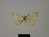  ( - BC ZSM Lep 84161)  @11 [ ] CreativeCommons - Attribution Non-Commercial Share-Alike (2014) Axel Hausmann/Bavarian State Collection of Zoology (ZSM) SNSB, Zoologische Staatssammlung Muenchen