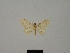  (Idaea okbaria - BC ZSM Lep 84172)  @11 [ ] CreativeCommons - Attribution Non-Commercial Share-Alike (2014) Axel Hausmann/Bavarian State Collection of Zoology (ZSM) SNSB, Zoologische Staatssammlung Muenchen